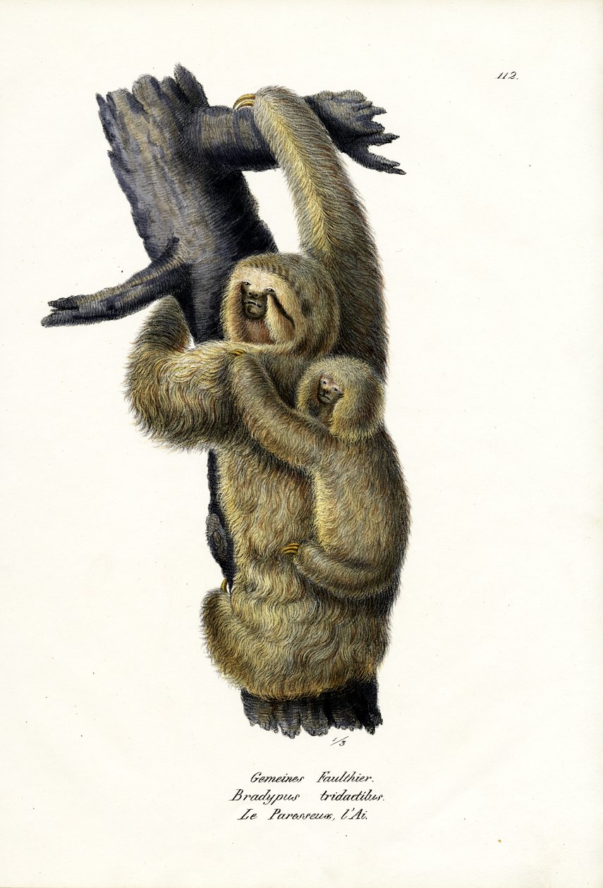 Three-Toed Sloth, 1824 by Karl Joseph Brodtmann