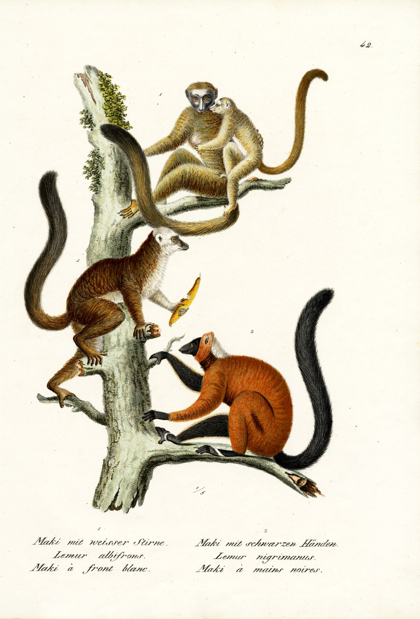 White-Fronted Lemur by Karl Joseph Brodtmann