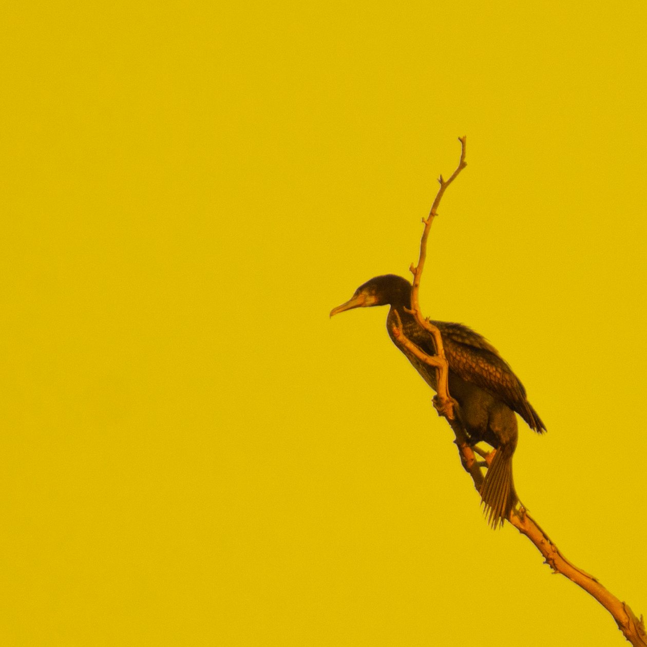 Hanging On (looking left) by Katha Wood