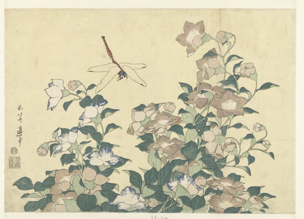 Balloon Flower and Dragonfly by Katsushika Hokusai