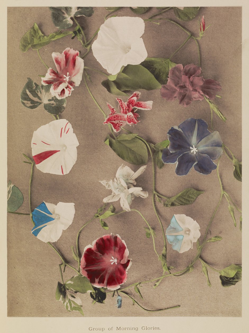 Group of Morning Glories by Kazumasa Ogawa
