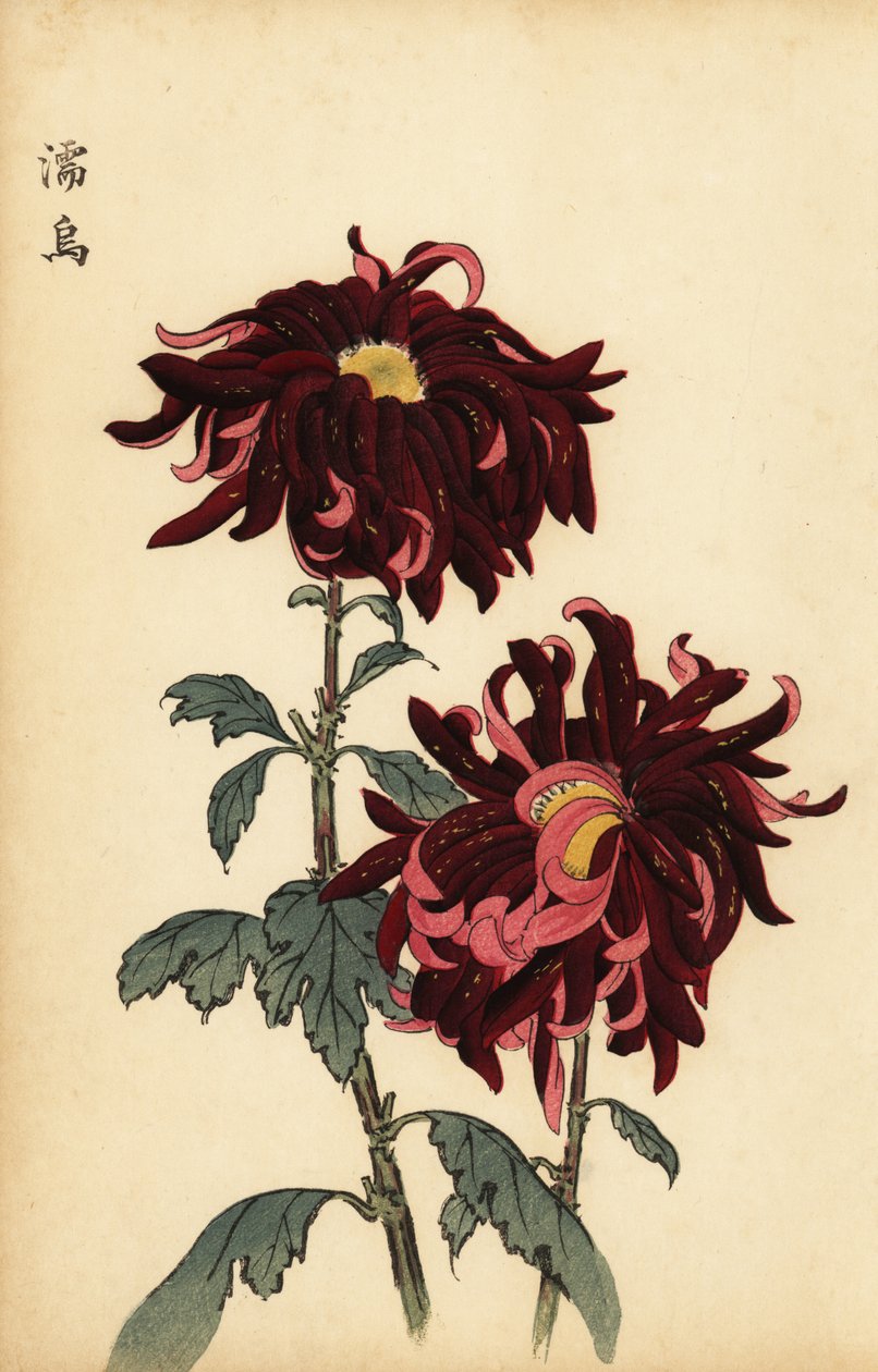 Hybrid Variegated Crimson and Pink Chrysanthemum (engraving) by Keika Hasegawa