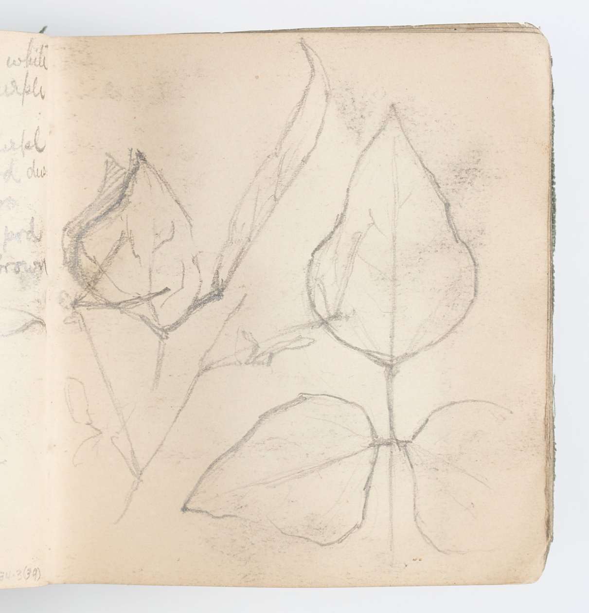 Sketchbook Page: Study of Leaves by Kenyon Cox