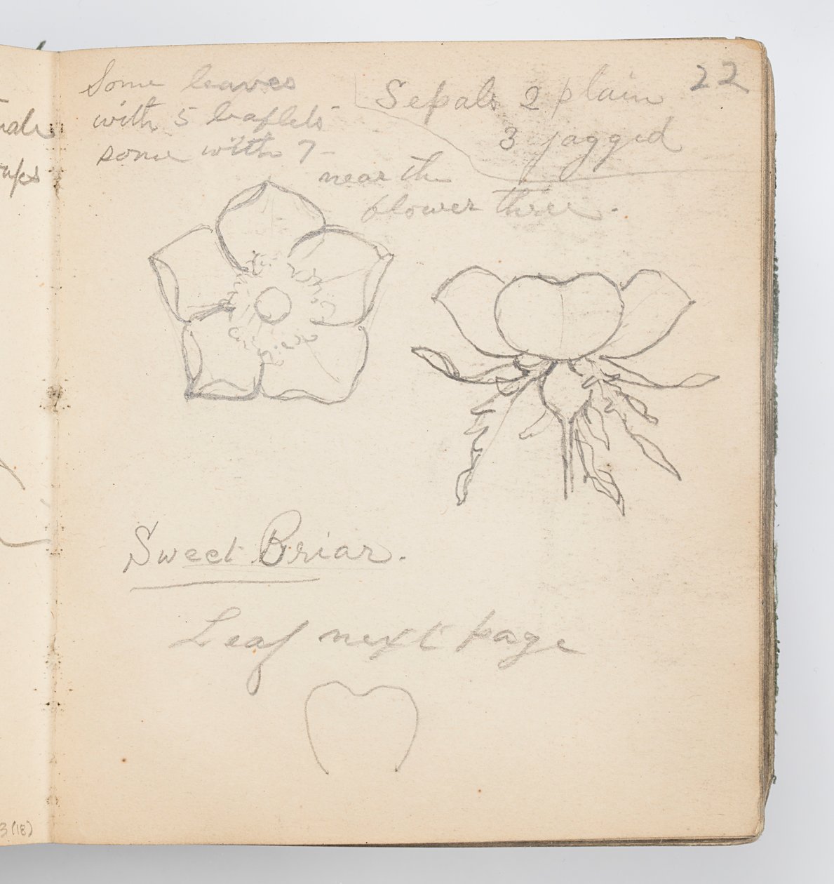 Sketchbook Page: Sweet Briar by Kenyon Cox