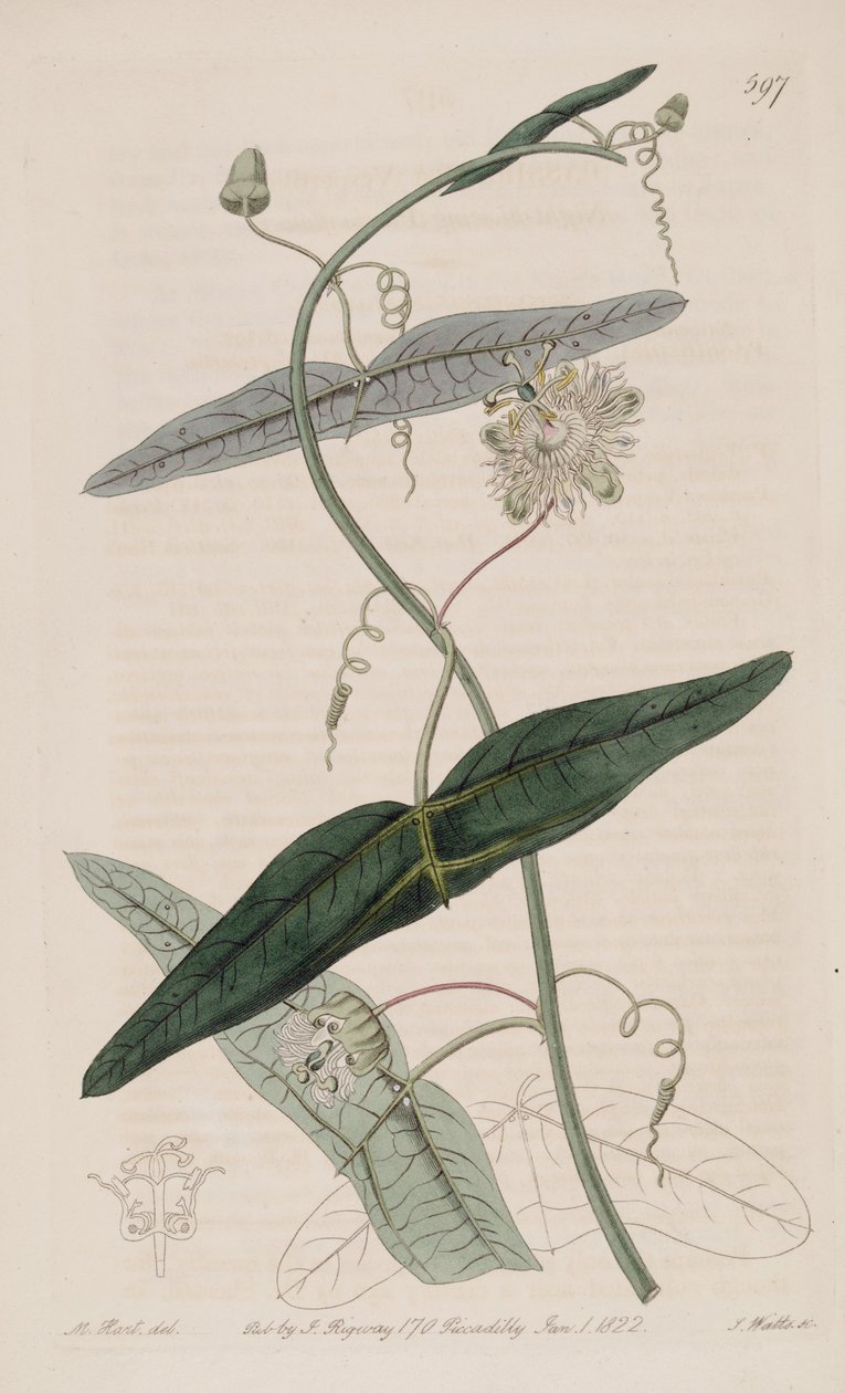 Passiflora misera, as Passiflora vespertilio Ker Gawl., Bot. Reg. 7 by Ker Gawler