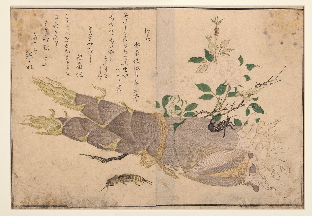 Earwig and mole-cricket, 1788 by Kitagawa Utamaro