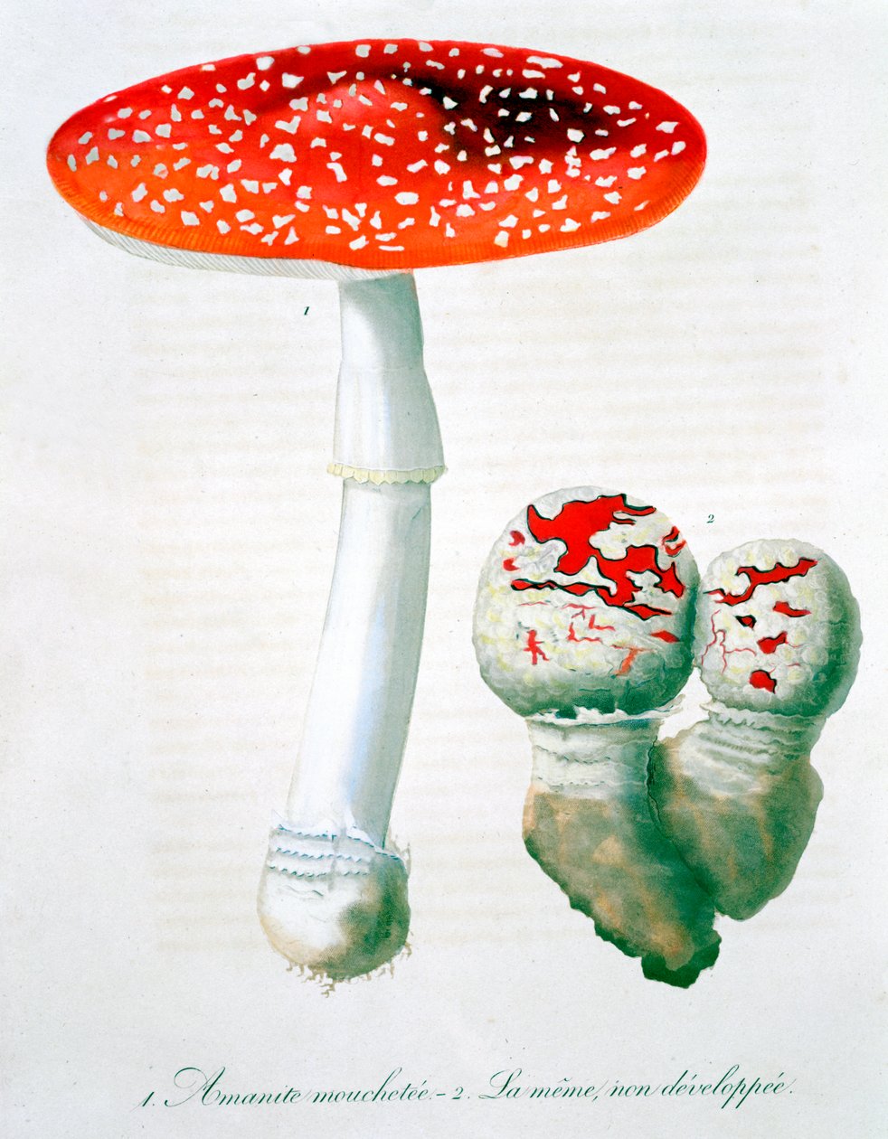 Amanita Muscaria Fly Agaric by LFJ Hoquart