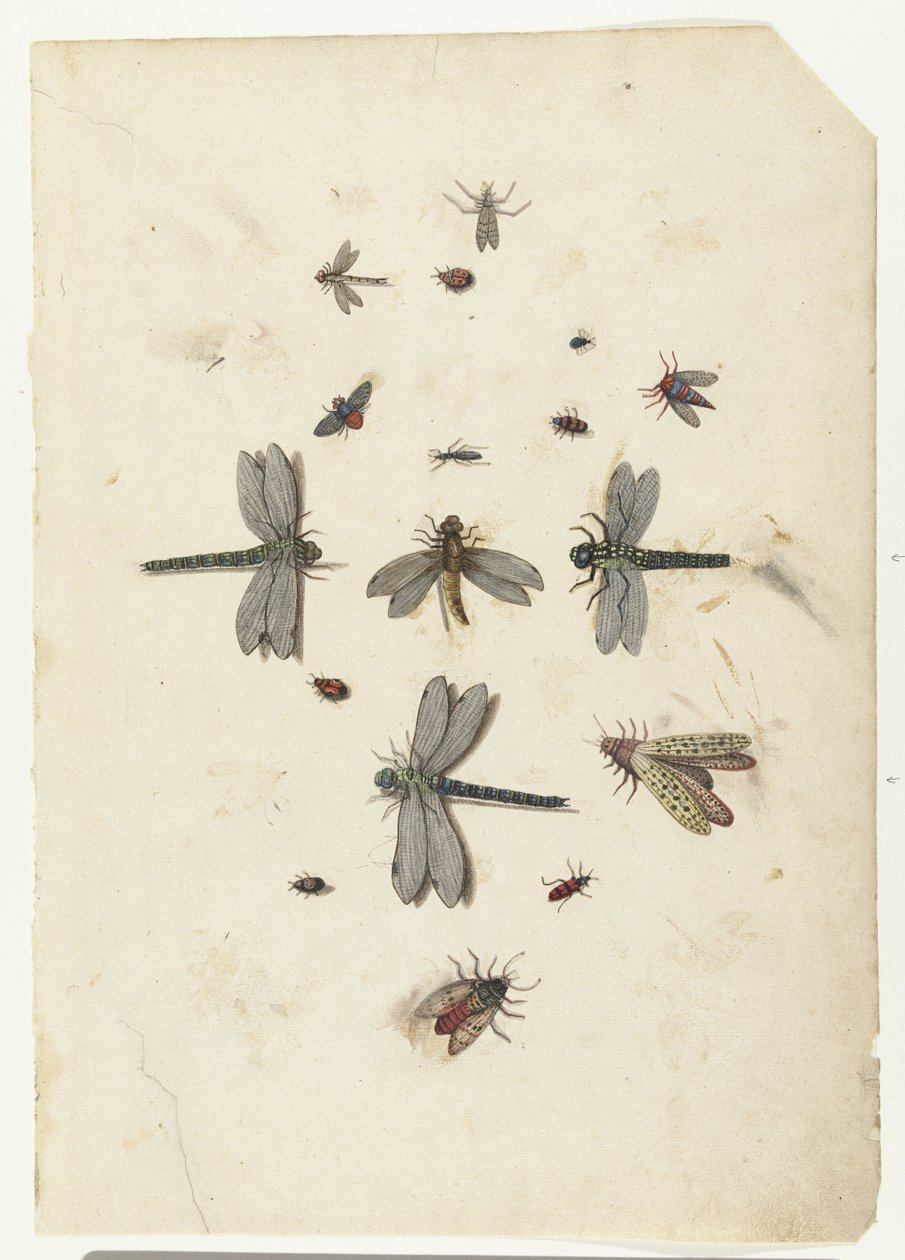 Dragonflies and flying insects by Lambert Lombard