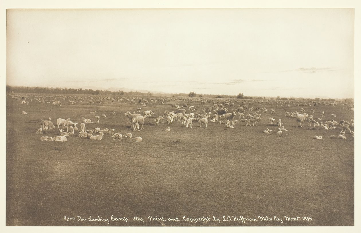 The Lambing Camp, 1894 by Laton Alton Huffman