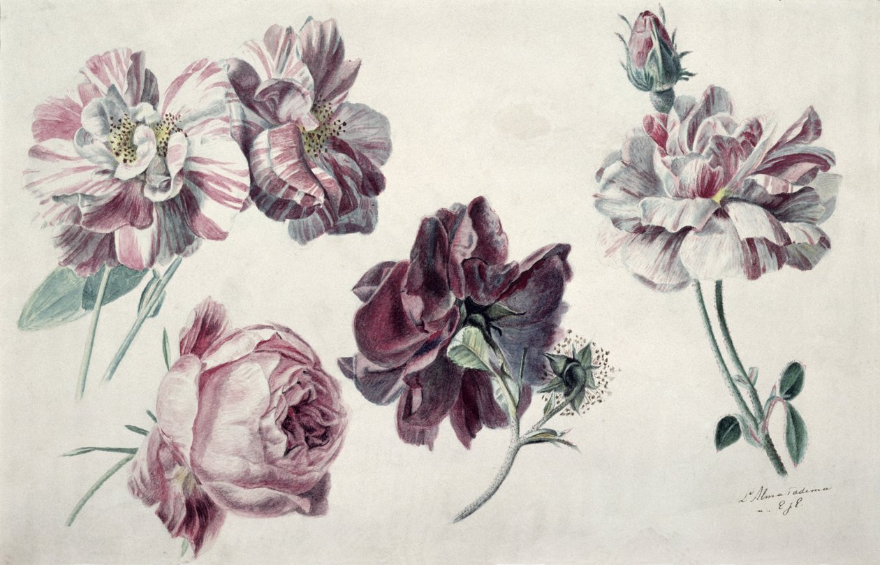 Roses by Lawrence Alma Tadema