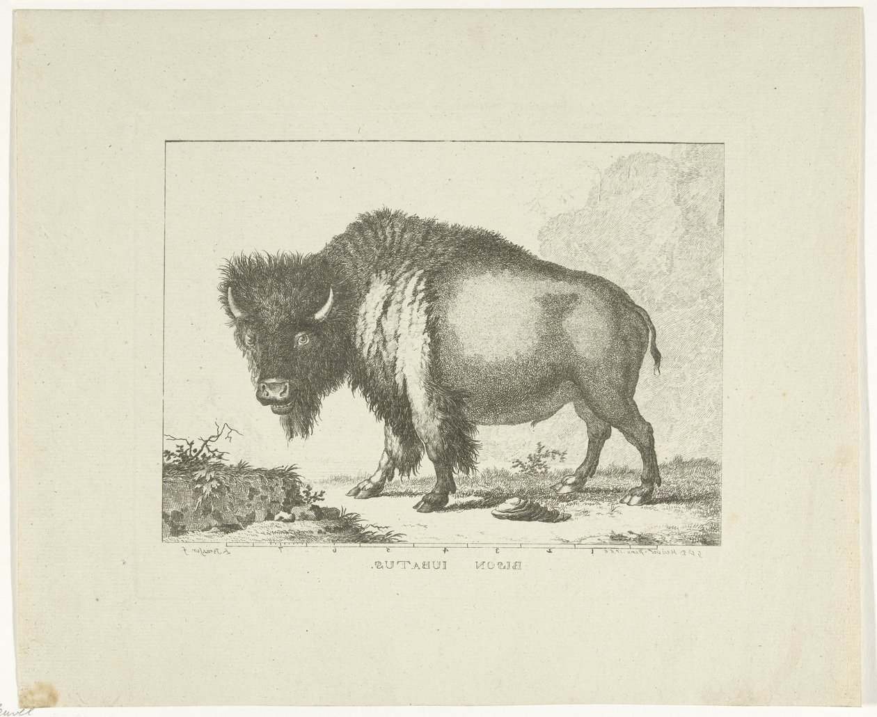 Bison by Leendert Brasser