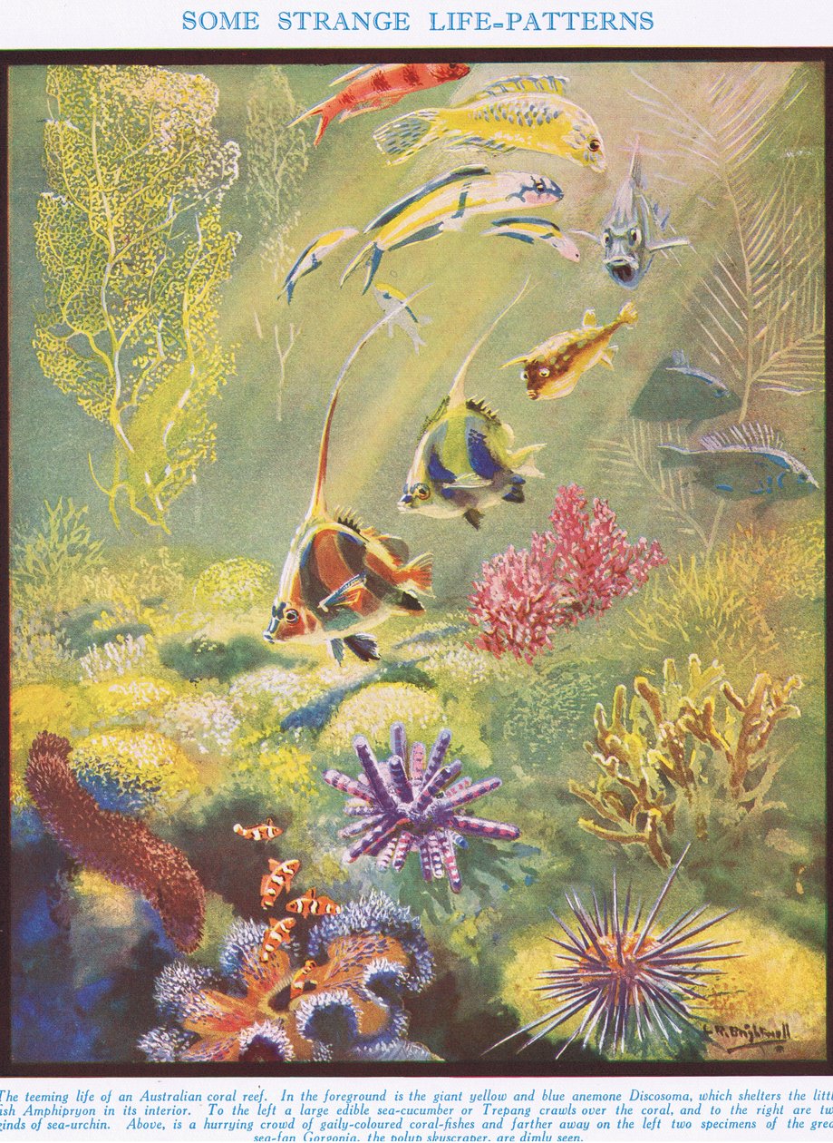 Some Strange Life Patterns, illustration from 