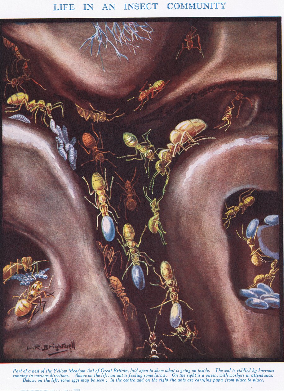The Life in an Insect Community, Illustration from 