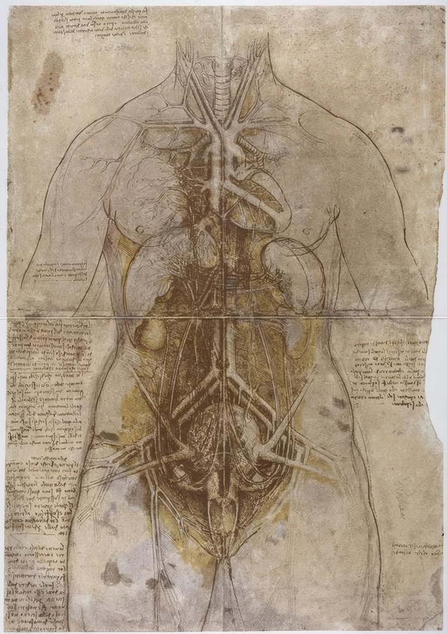 Anatomy Study by Leonardo da Vinci