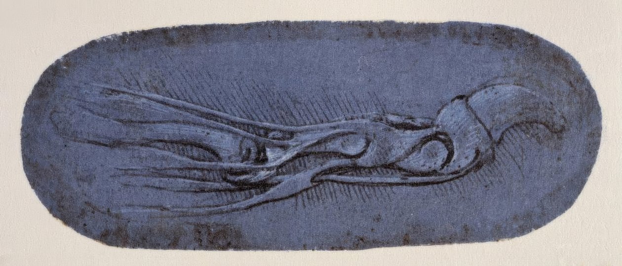 Anatomy Study by Leonardo da Vinci