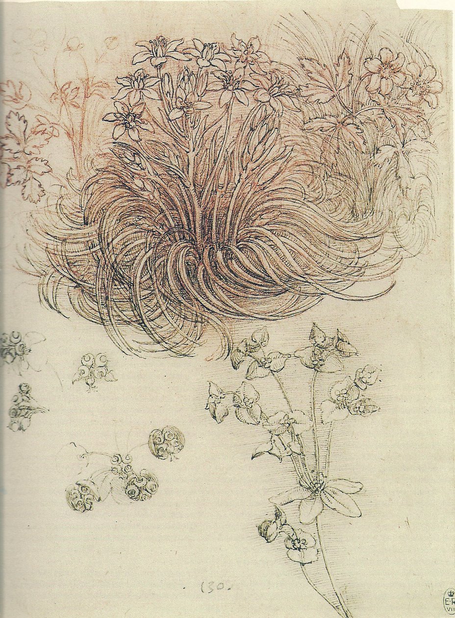 Ornithogalum (Star of Bethlehem) by Leonardo da Vinci