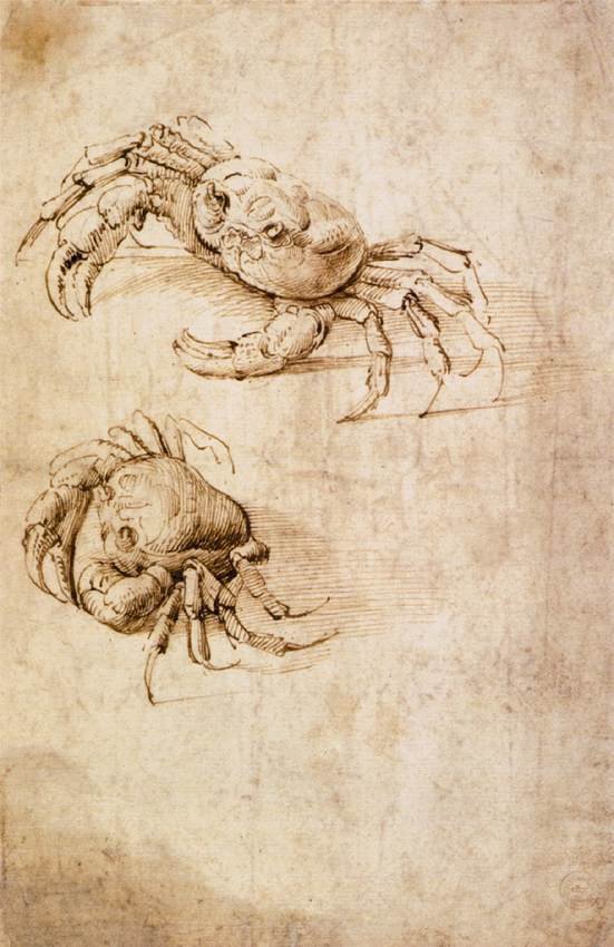 Studies of crabs by Leonardo da Vinci