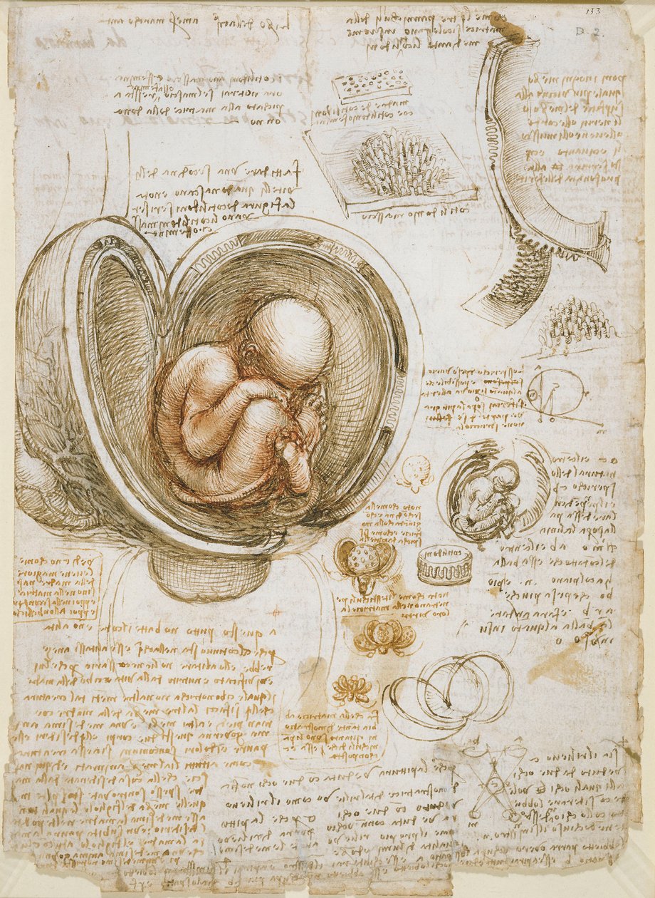 Studies of the Fetus in the Womb by Leonardo da Vinci