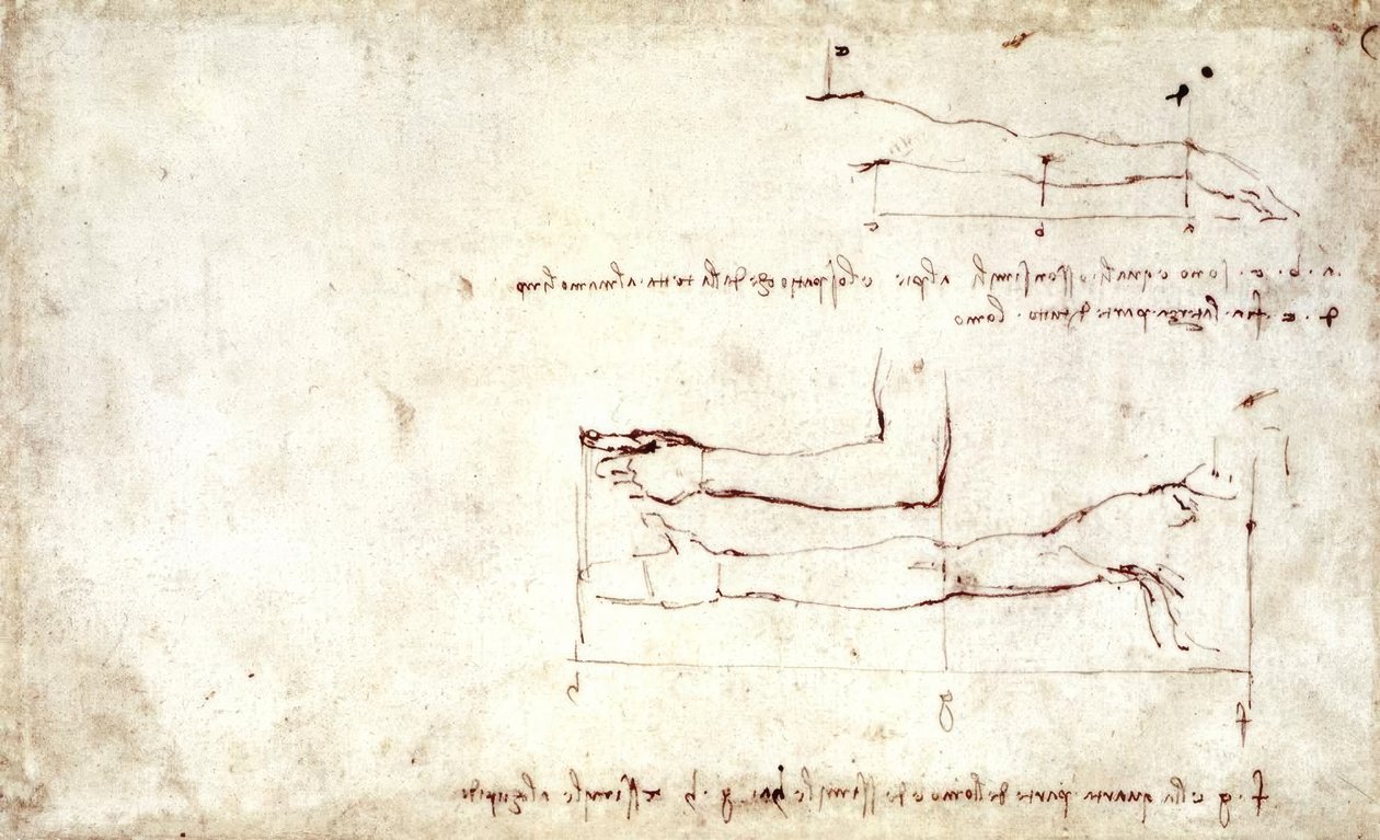 Arm by Leonardo da Vinci