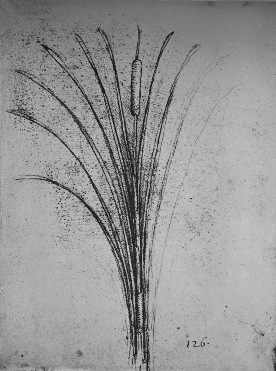 A Bulrush by Leonardo da Vinci