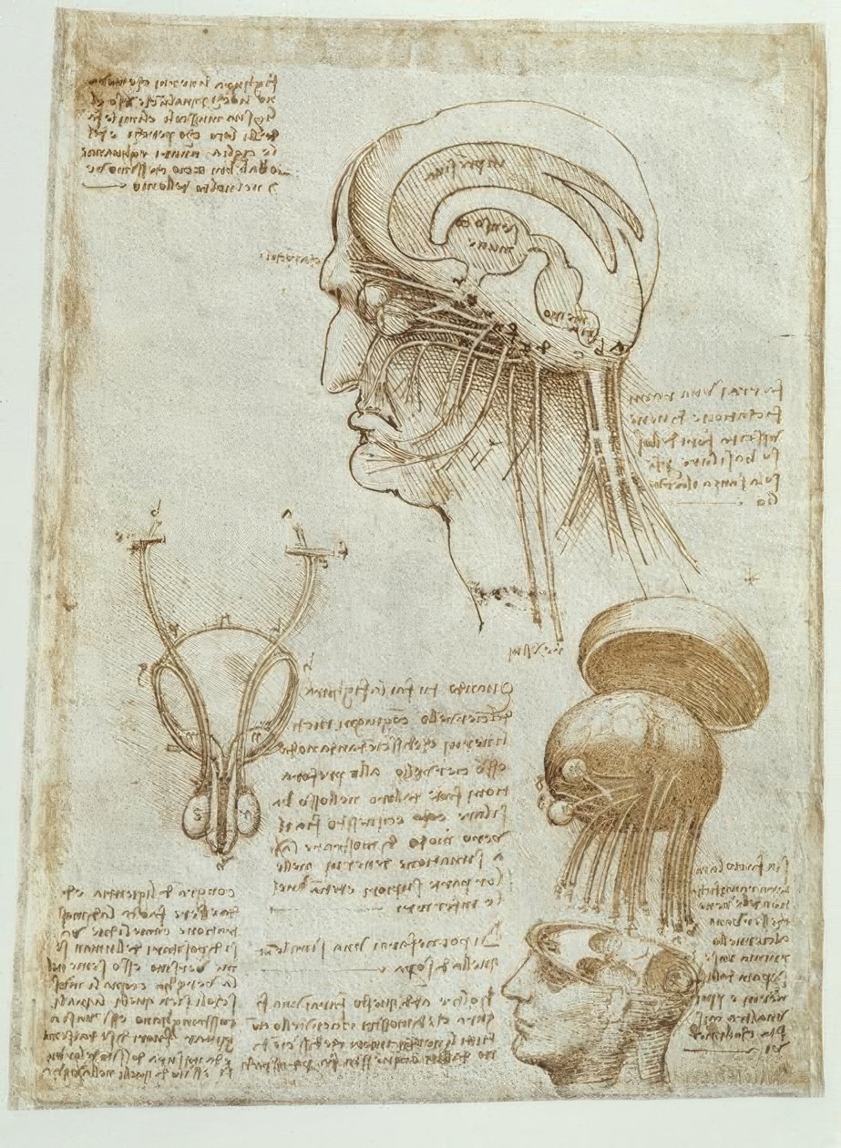 Anatomy Studies: Brain, Brain Chambers and Cranial Nerves / Male by Leonardo da Vinci