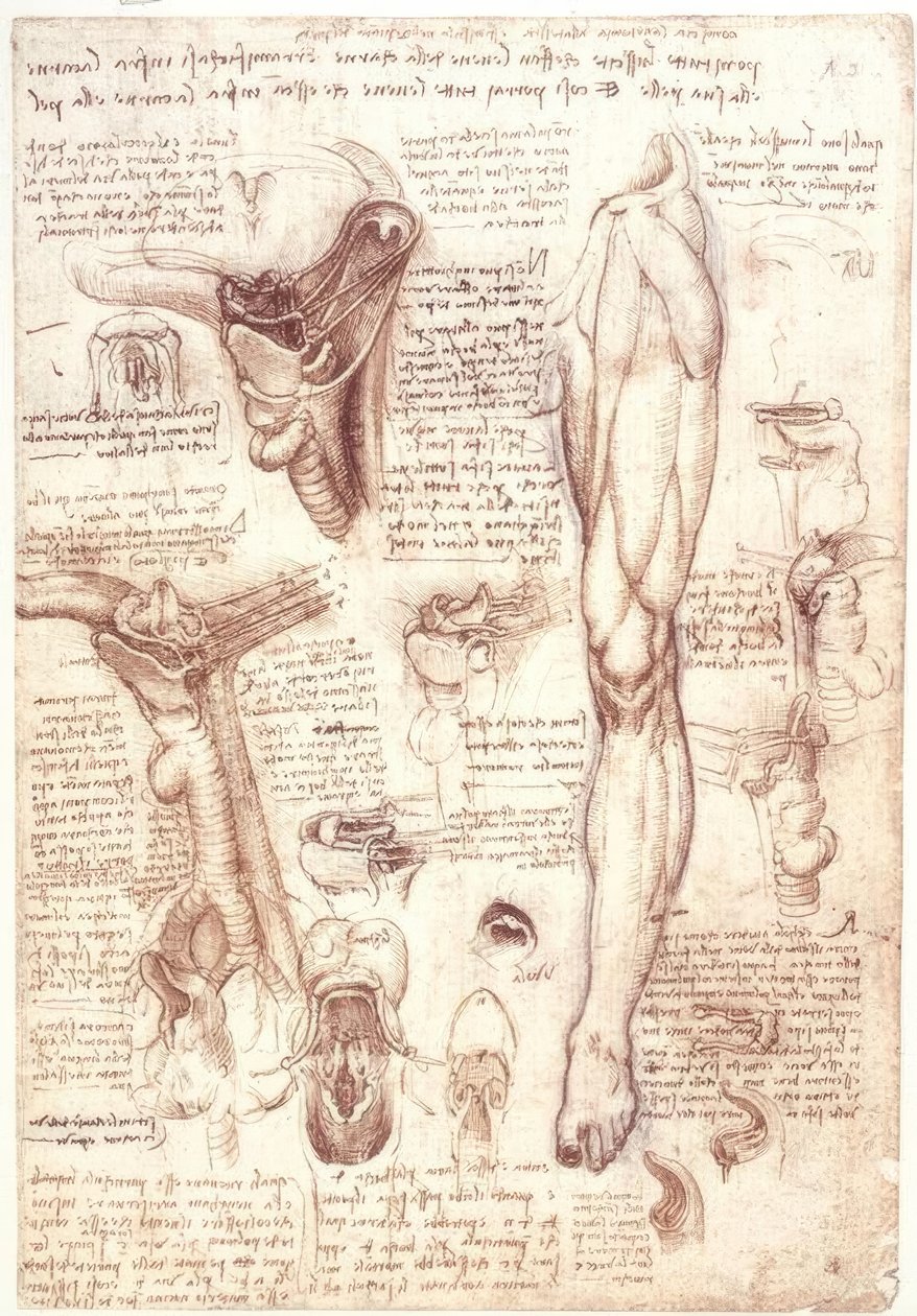 Anatomy Studies: Tongue, Throat, Larynx, and Esophagus by Leonardo da Vinci