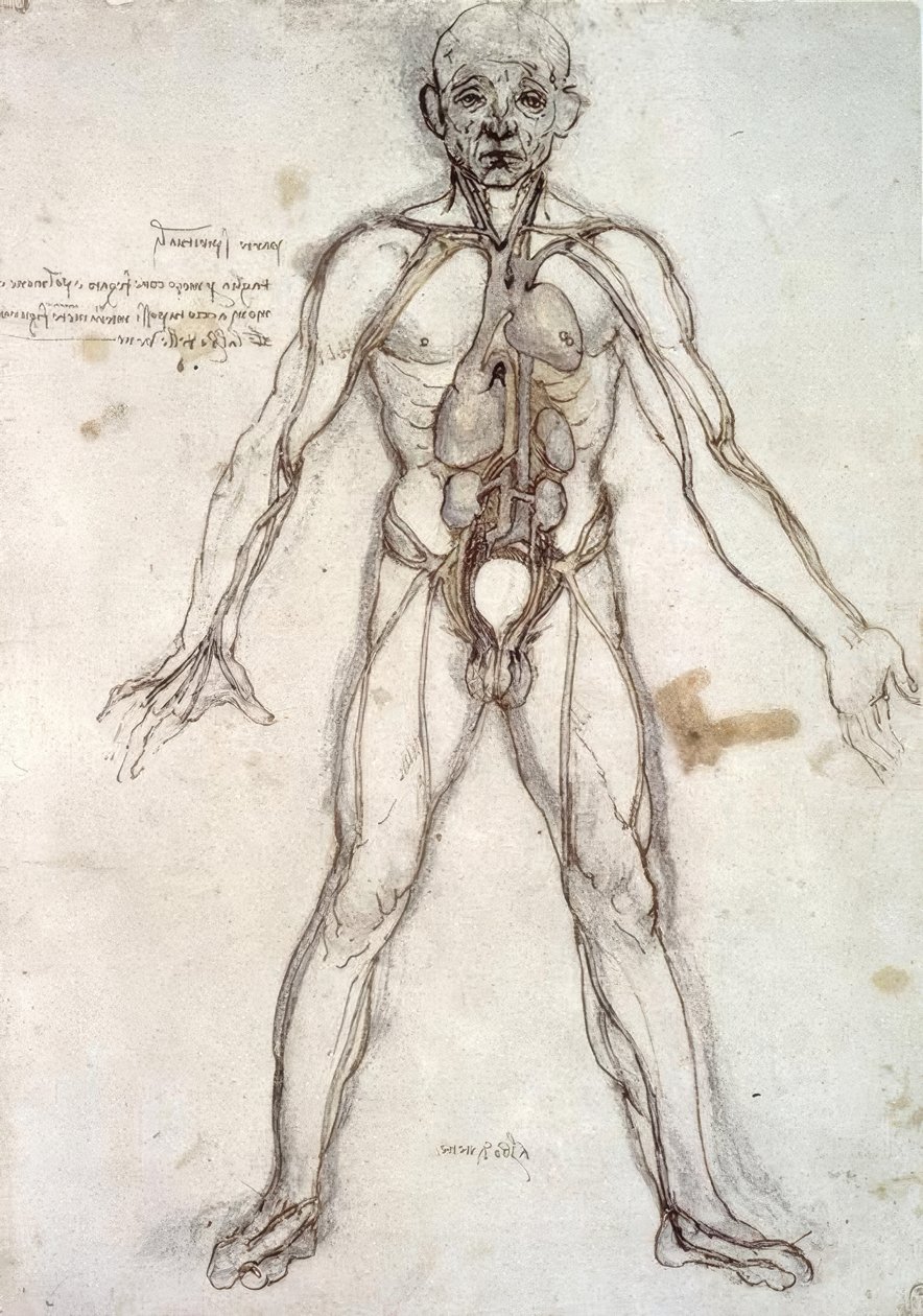 Tree of Vessels by Leonardo da Vinci