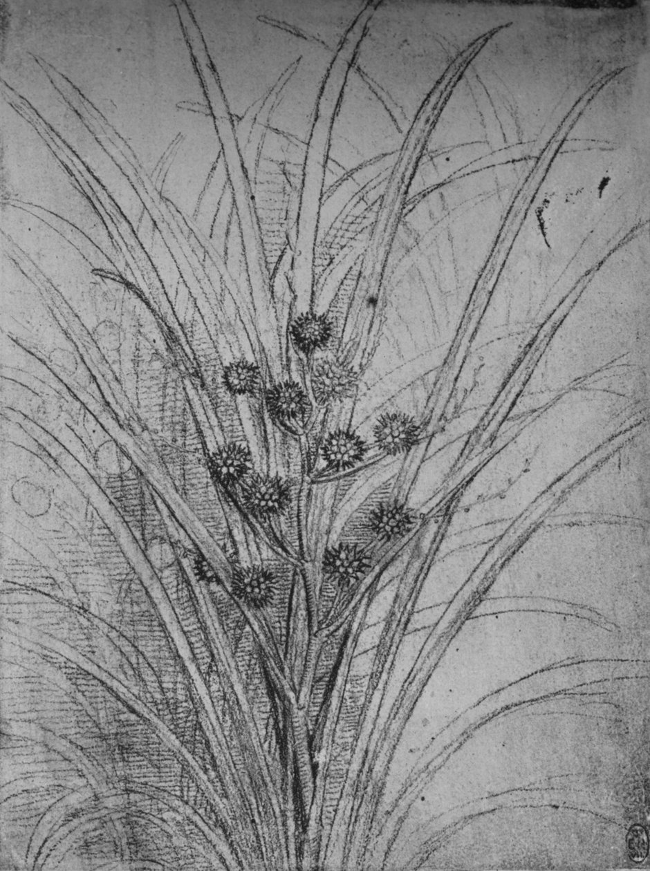 Flowering Rushes by Leonardo da Vinci