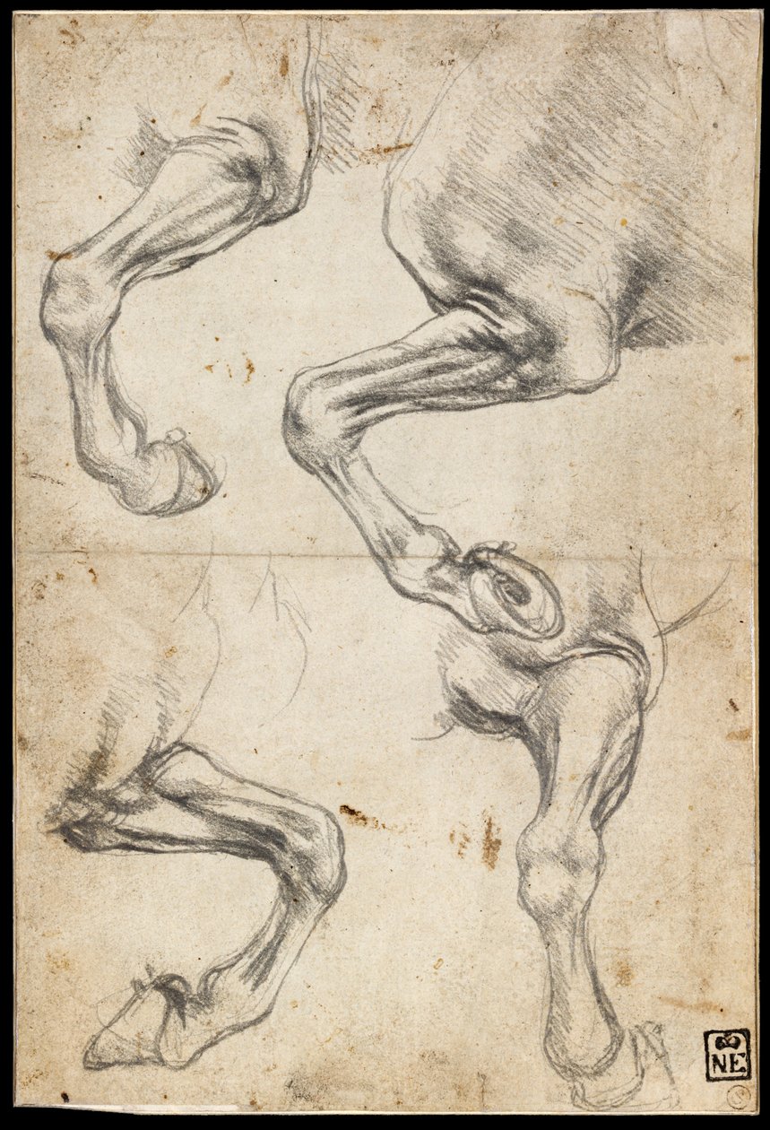 Studies of Horse