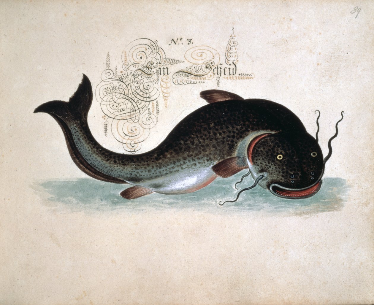 Catfish by Leonhard Baldner