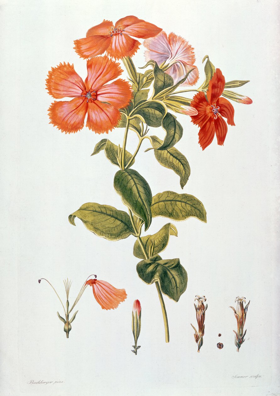 Lychnis coronaria, from `Thesaurus Botanicus