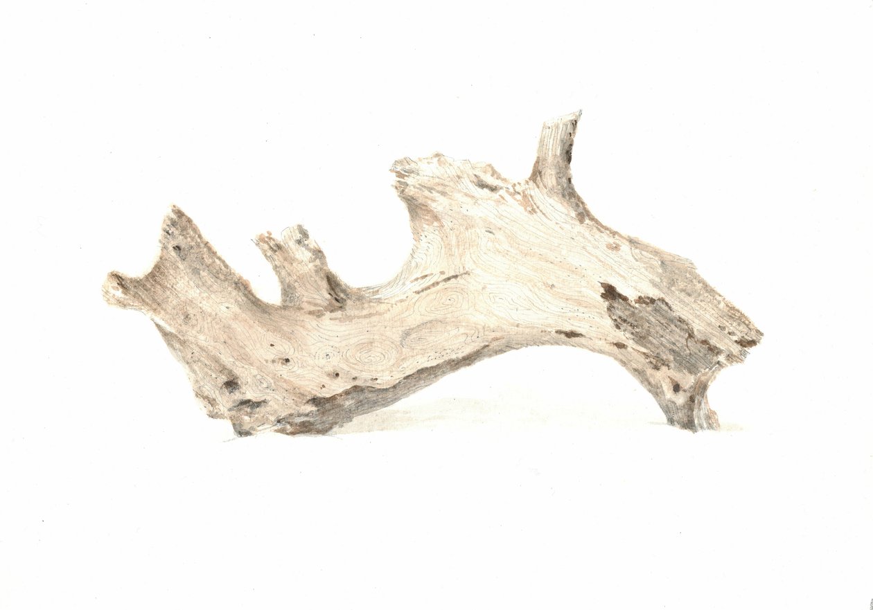 Driftwood by Lincoln Seligman