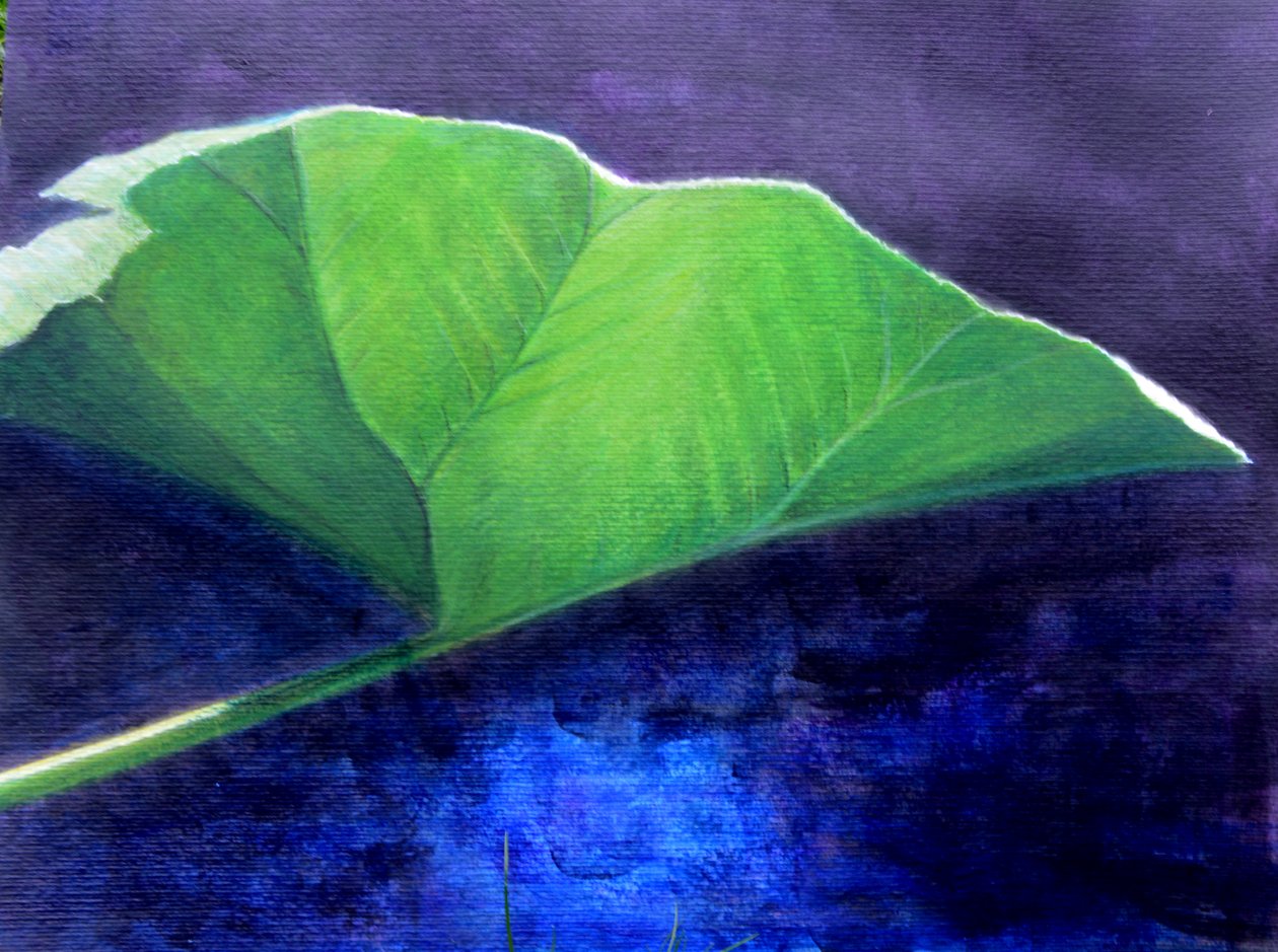 Gunnera Leaf by Lincoln Seligman