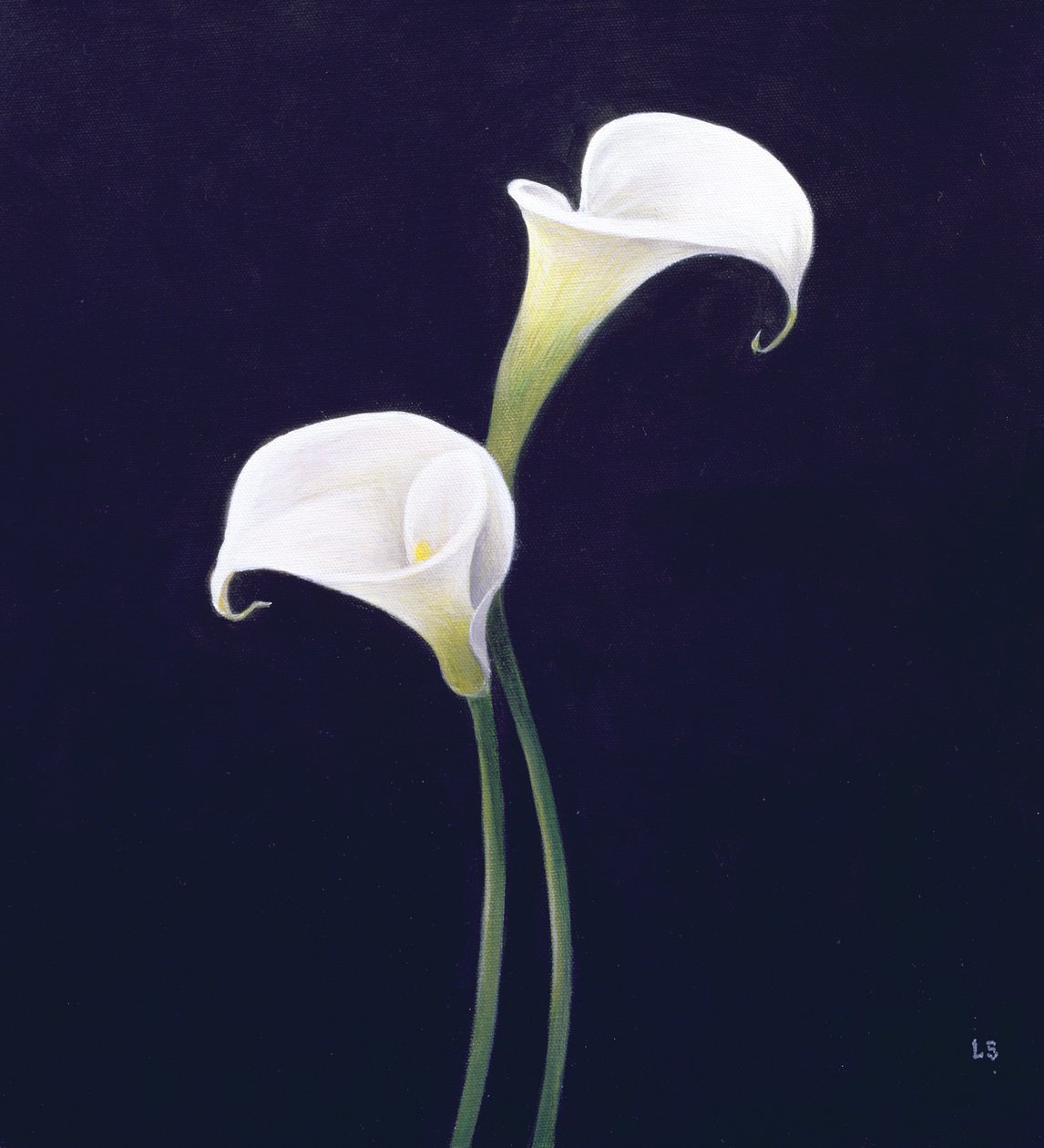 Lily by Lincoln Seligman
