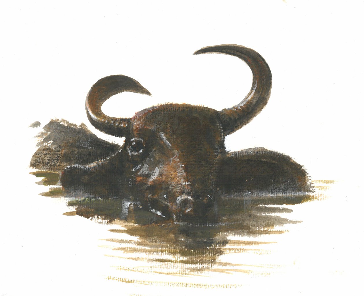 Water Buffalo by Lincoln Seligman