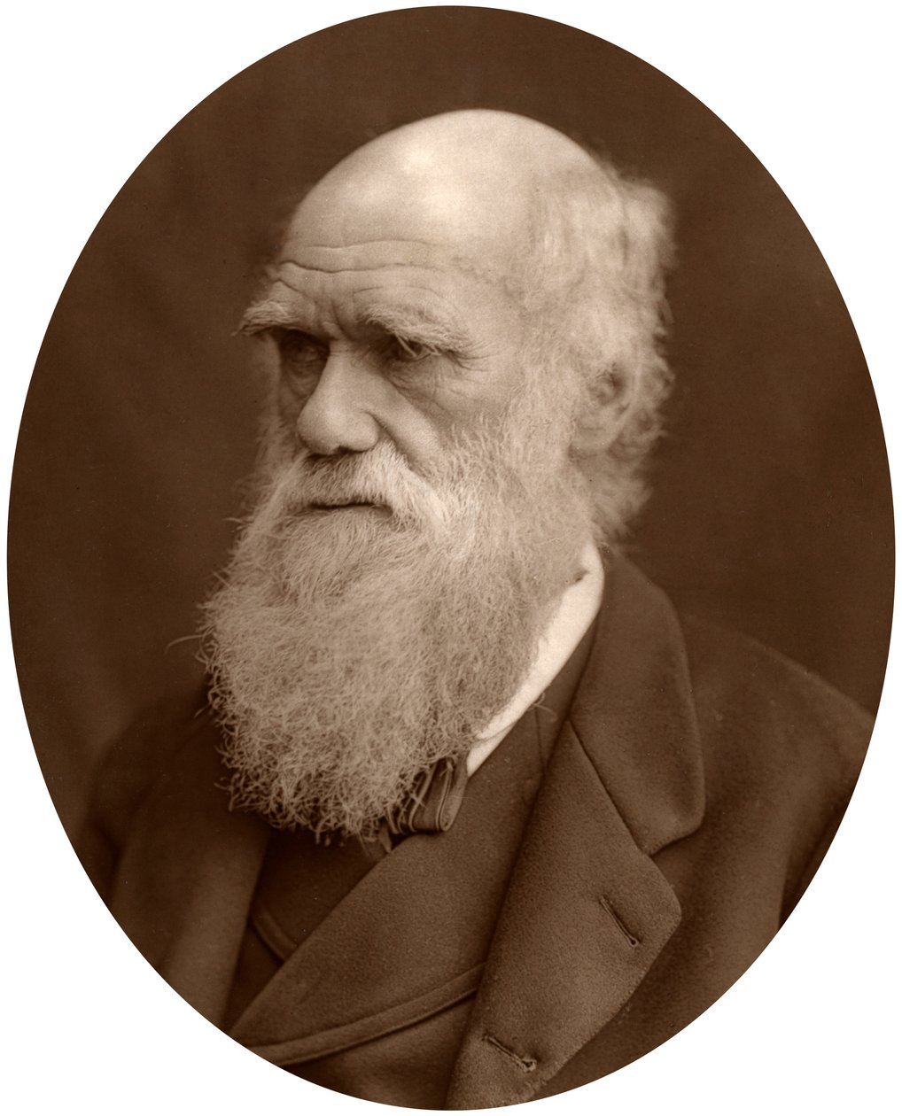 Charles Darwin by Lock and Whitfield
