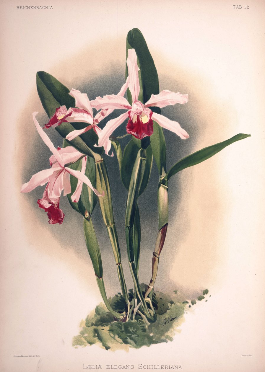 Cattleya × elegans, synonym: Laelia × elegans var. schilleriana by London H. Sotheran and Co.