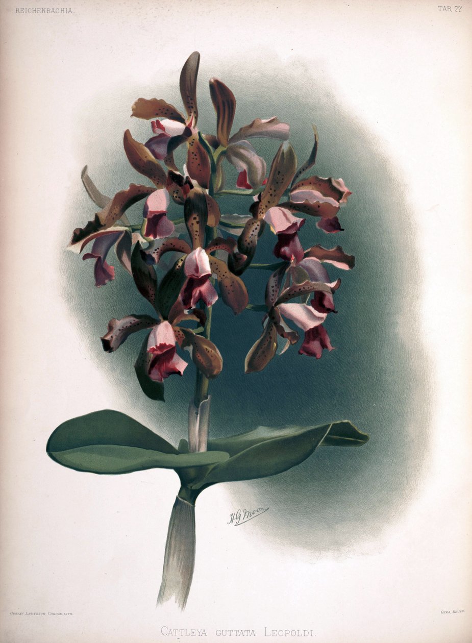 Cattleya Tigrina (syn. Cattleya Guttata var. Leopoldii) by London H. Sotheran and Co.