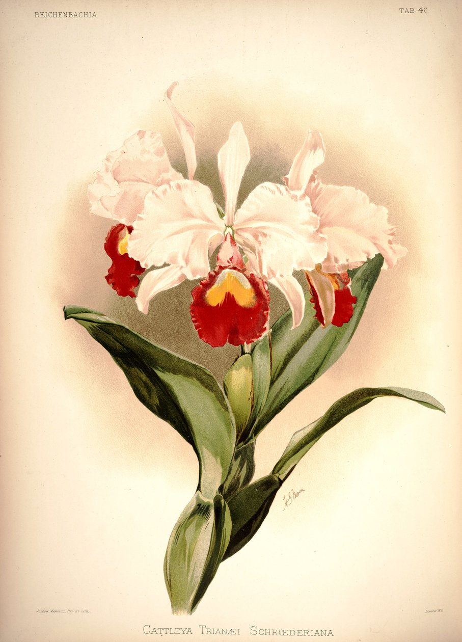 Cattleya Trianae by London H. Sotheran and Co.