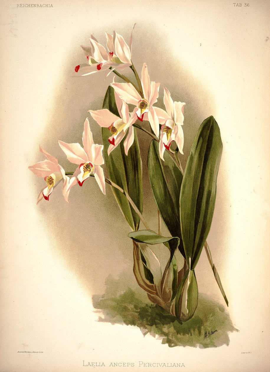 Laelia Anceps by London H. Sotheran and Co.