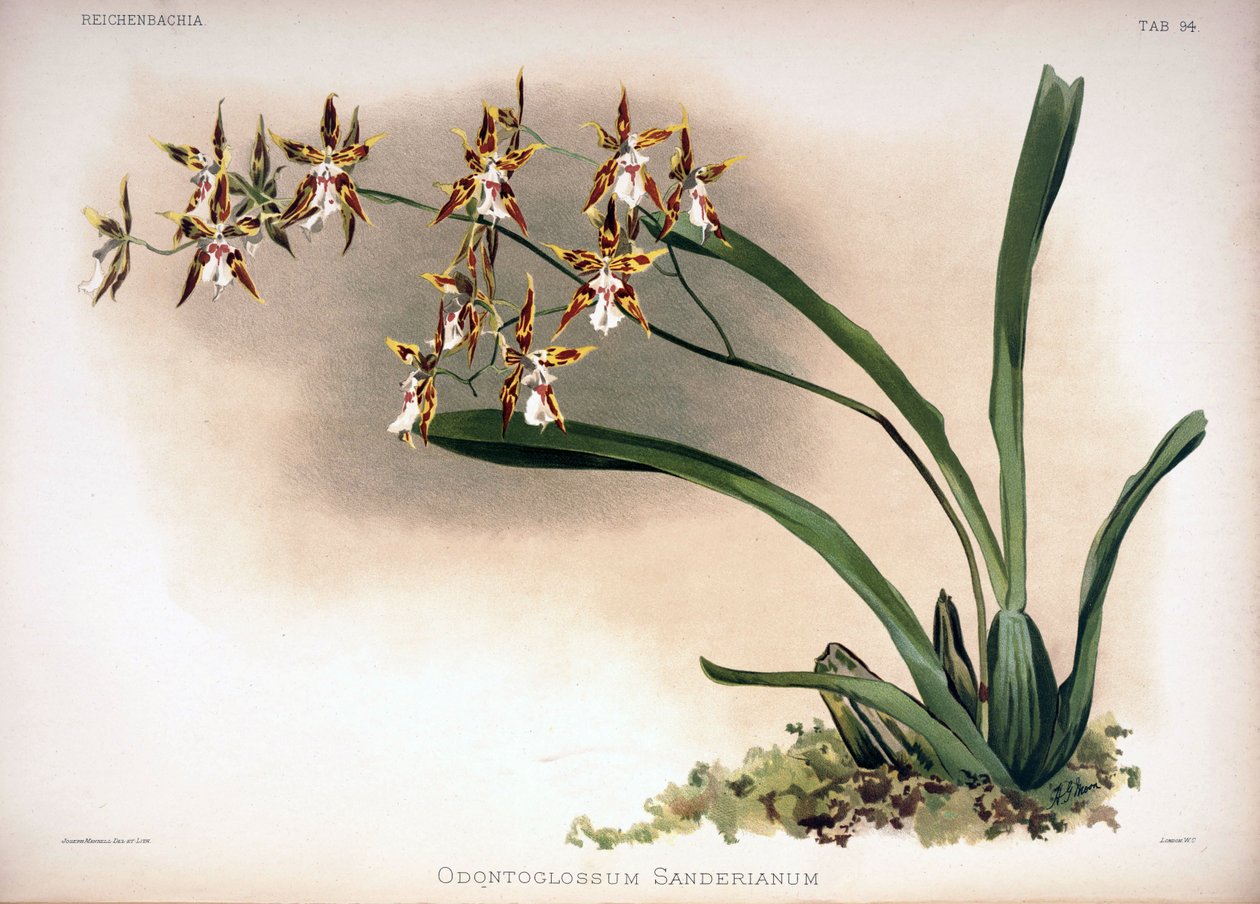Odontoglossum Constrictum as Syn.: Odontoglossum Sanderianum by London H. Sotheran and Co.