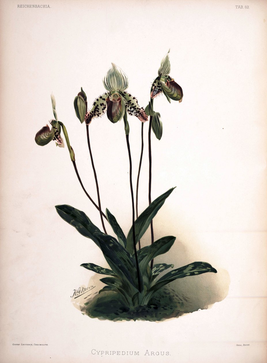 Paphiopedilum Argus (syn. Cypripedium Argus) by London H. Sotheran and Co.