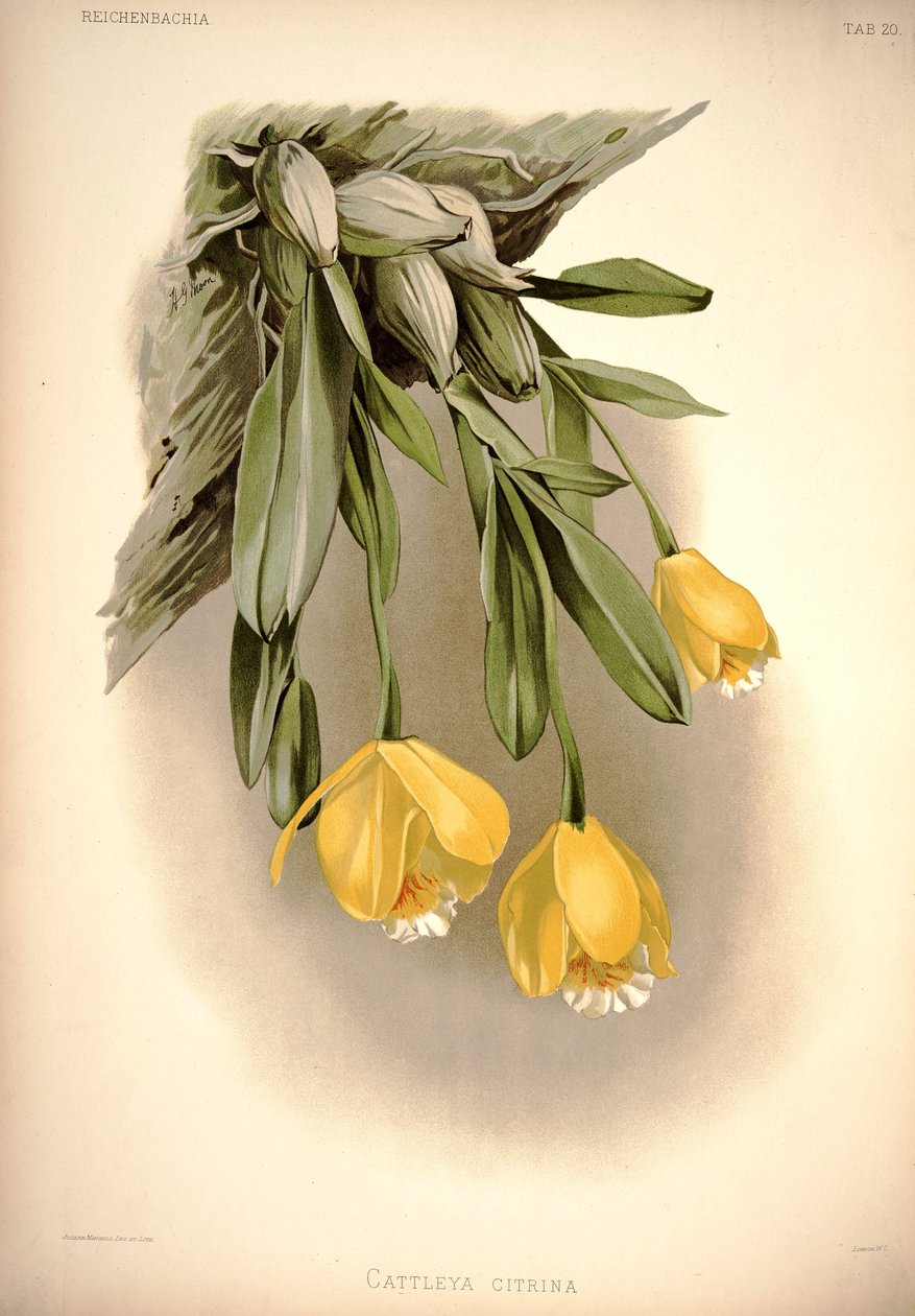 Prosthechea Citrina (as: Cattleya Citrina) by London H. Sotheran and Co.