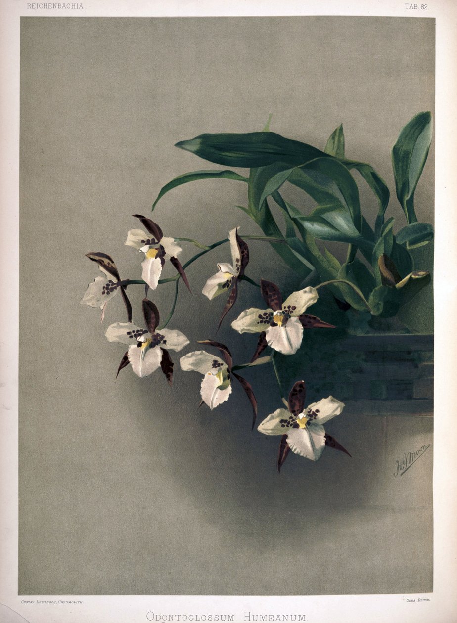 Rhynchostele × humeana as syn: Odontoglossum × humeanum by London H. Sotheran and Co.