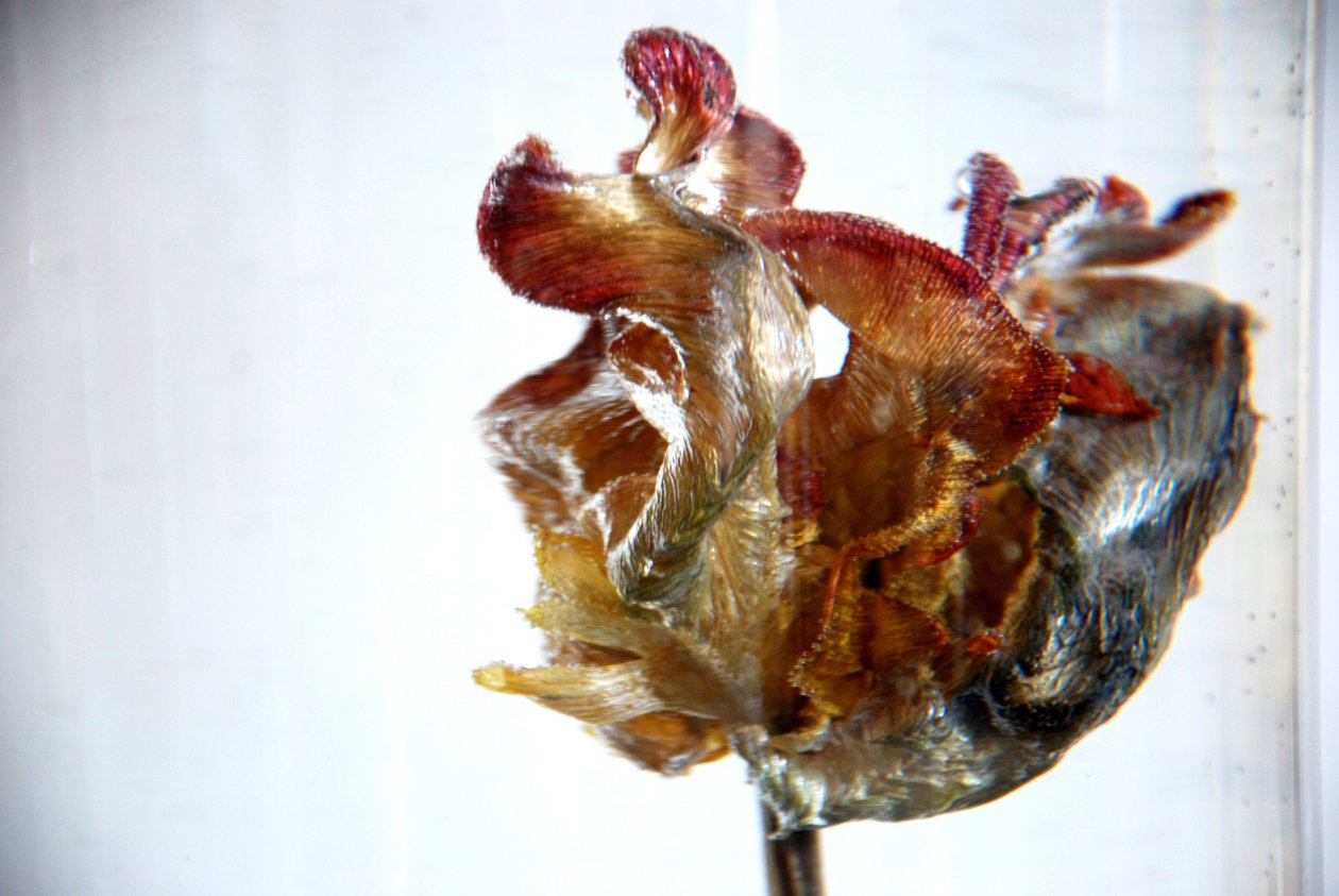 Water Tulip 4 by Lou Gibbs