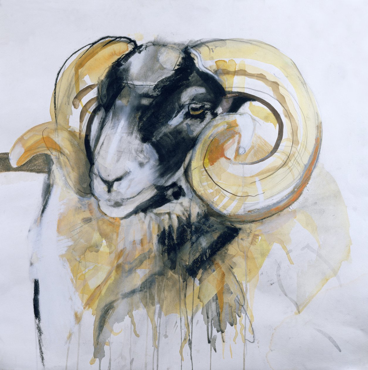 Long Horn Sheep by Lou Gibbs