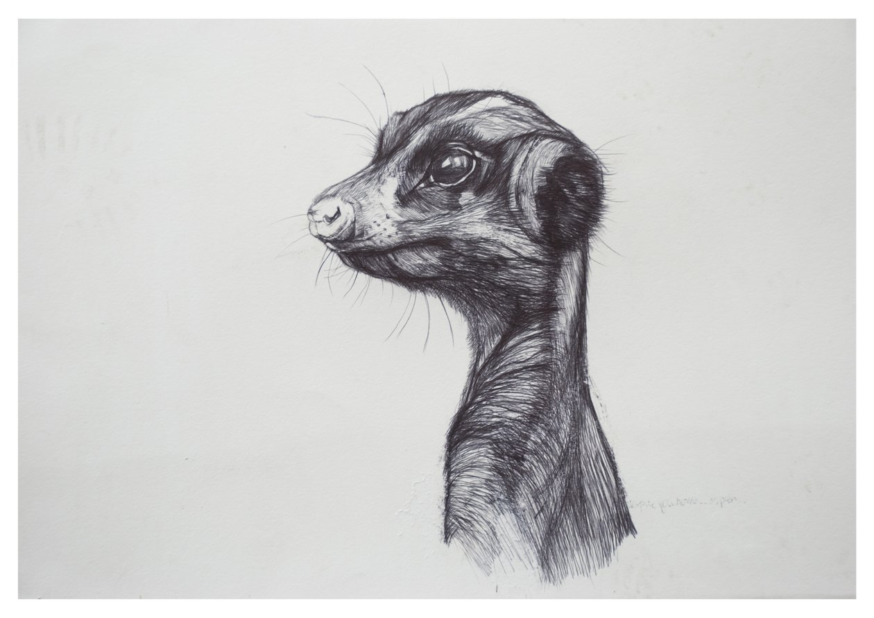 Meerkat by Lou Gibbs