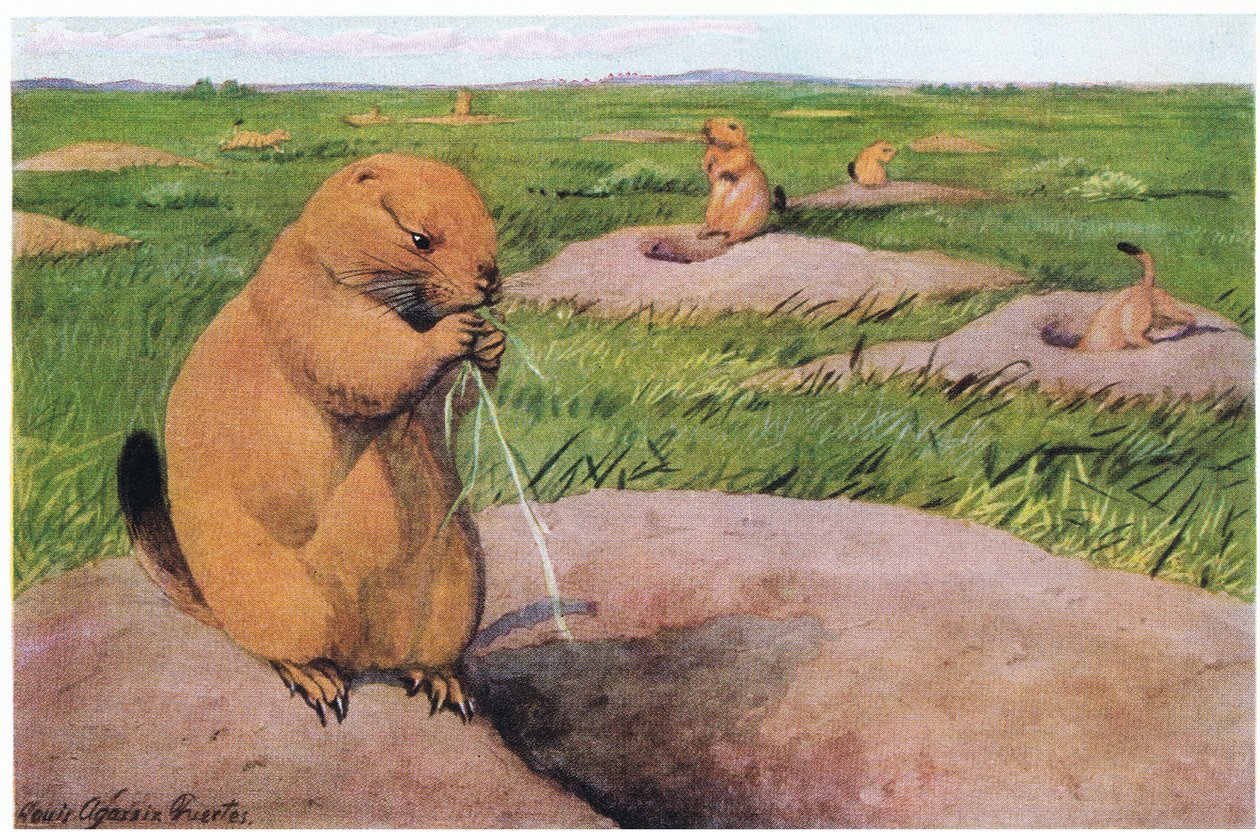 Black Tailed Prairie Dogs Keeping Lawns Short for Unobstructed Views by Louis Agassiz Fuertes