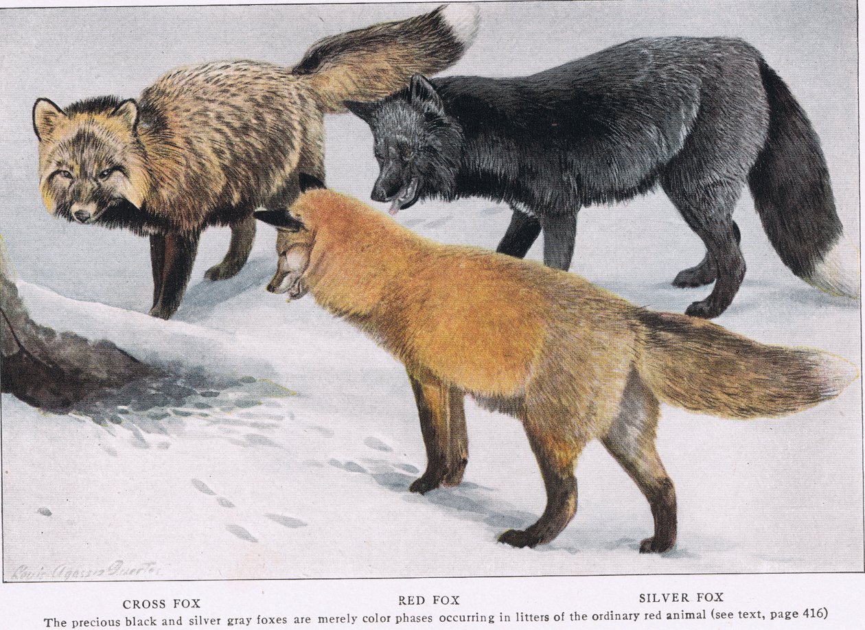 CrossRed and Silver Foxes by Louis Agassiz Fuertes