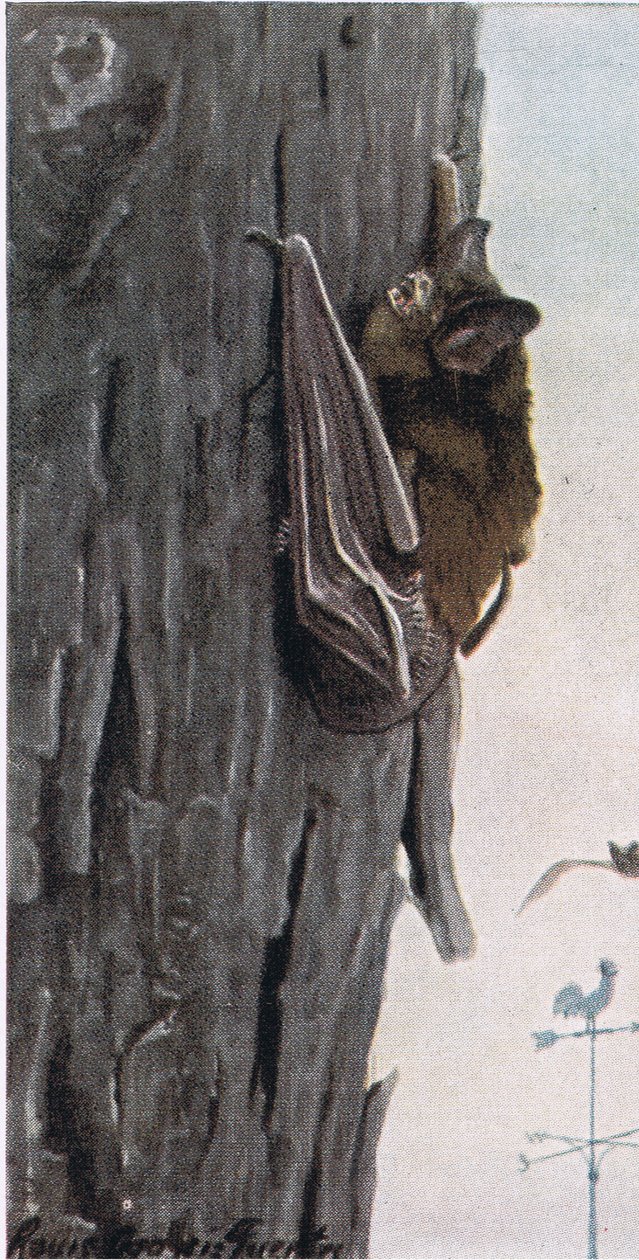 Little Brown Bat by Louis Agassiz Fuertes